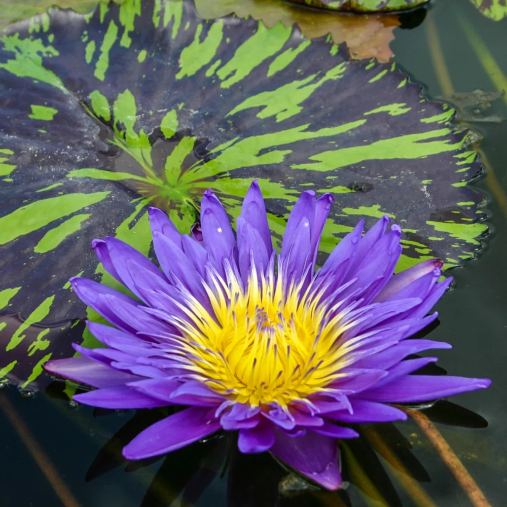Blue Aster