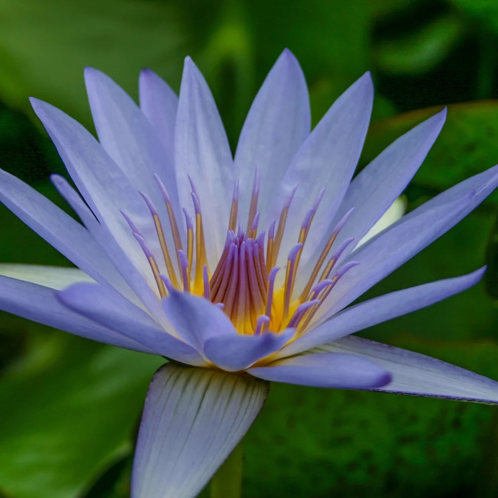 Blue Beauty