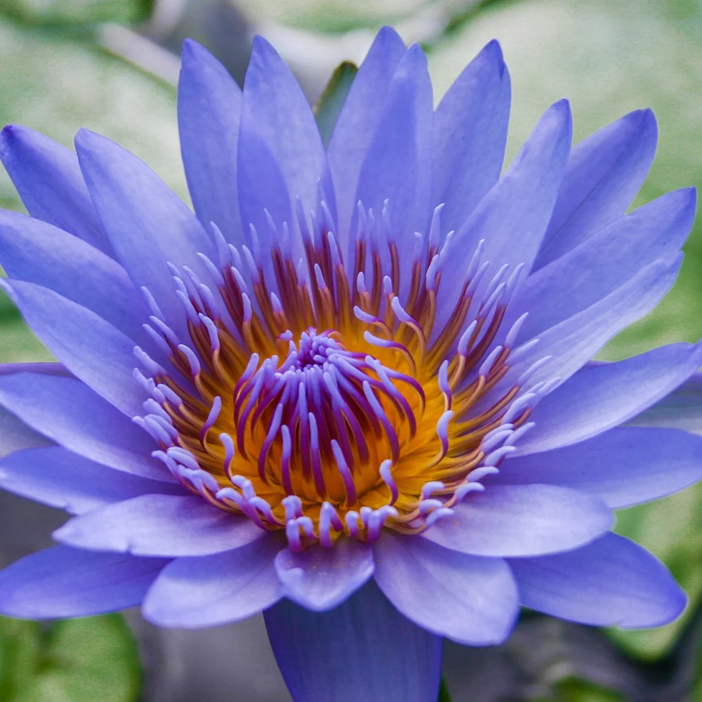 Blue Capensis