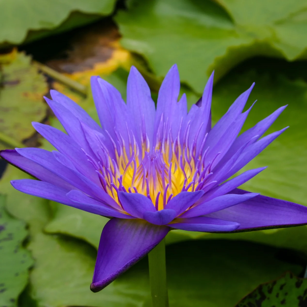 Nymphaea+%27Blue+Spider%27+2+%281+of+1%29.jpg