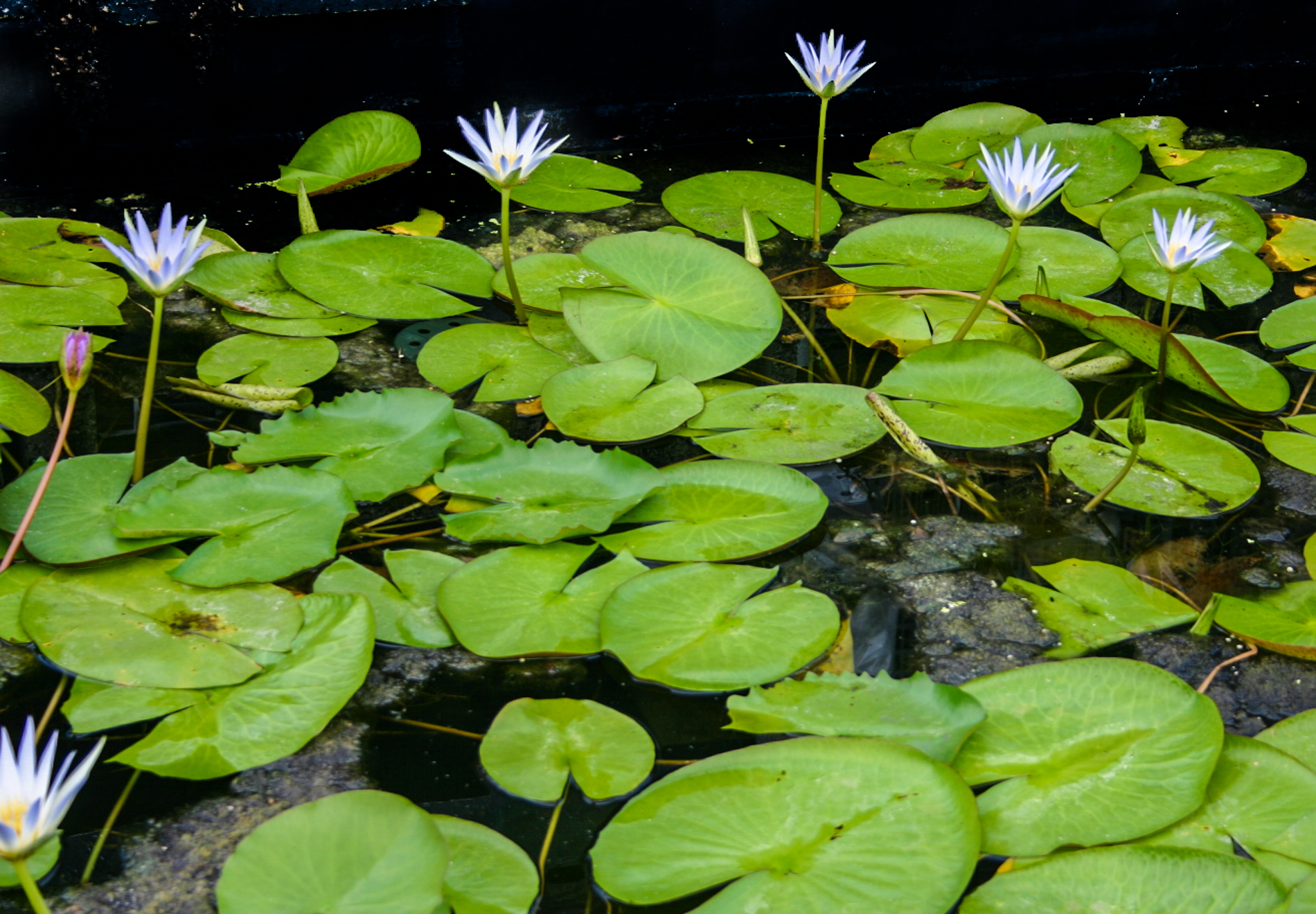 Nymphaea caerulea — Florida Aquatic Nurseries