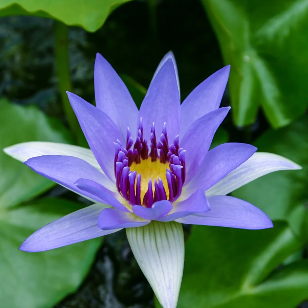 Colorata