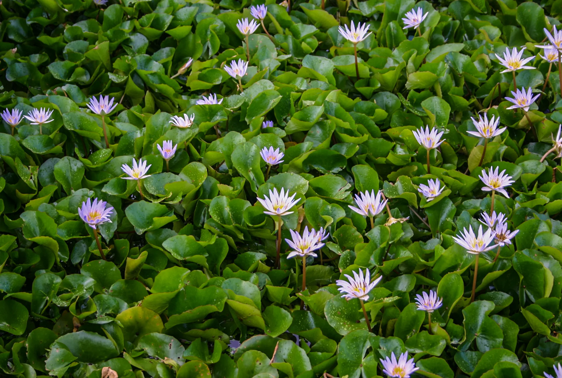 Nymphaea 'Dauben' — Florida Aquatic Nurseries