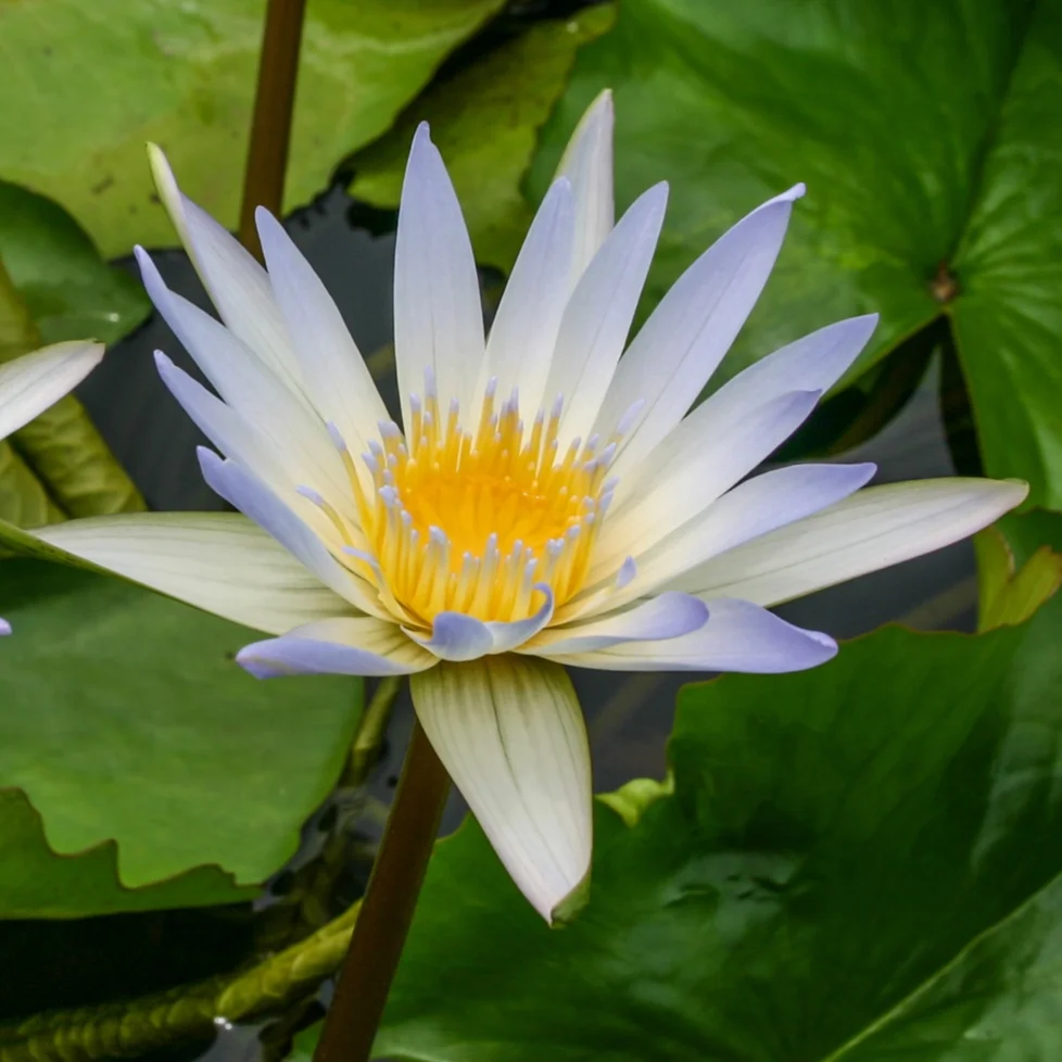 Nymphaea+%27Daubin%27+4+%281+of+1%29.jpg