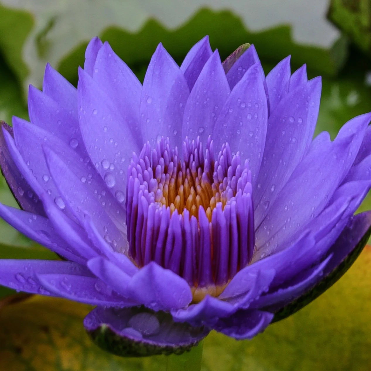 Nymphaea+%27Laura+Frase%27+%281+of+1%29.jpg