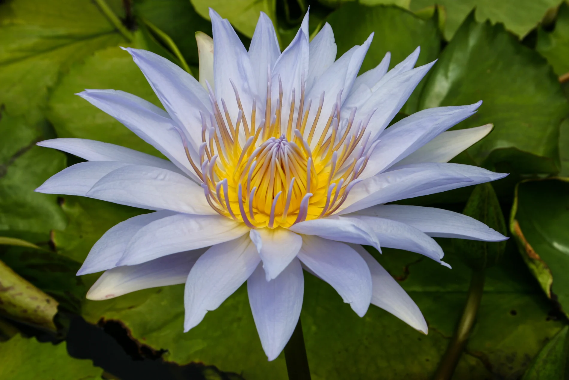 Nymphaea 'Pamela' — Florida Aquatic Nurseries