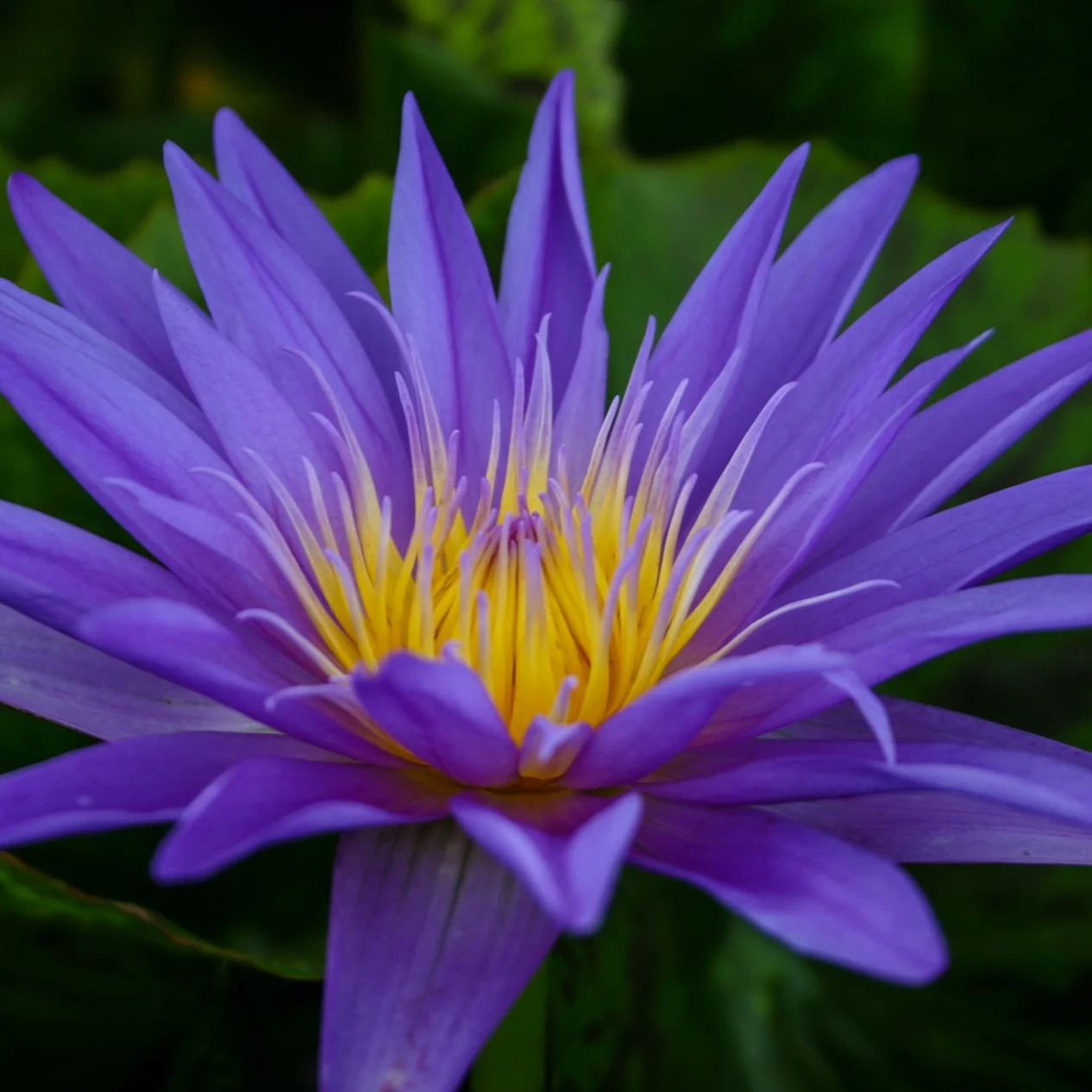 Nymphaea+%27Star+of+Zanzibar%27+2+%281+of+1%29.jpg