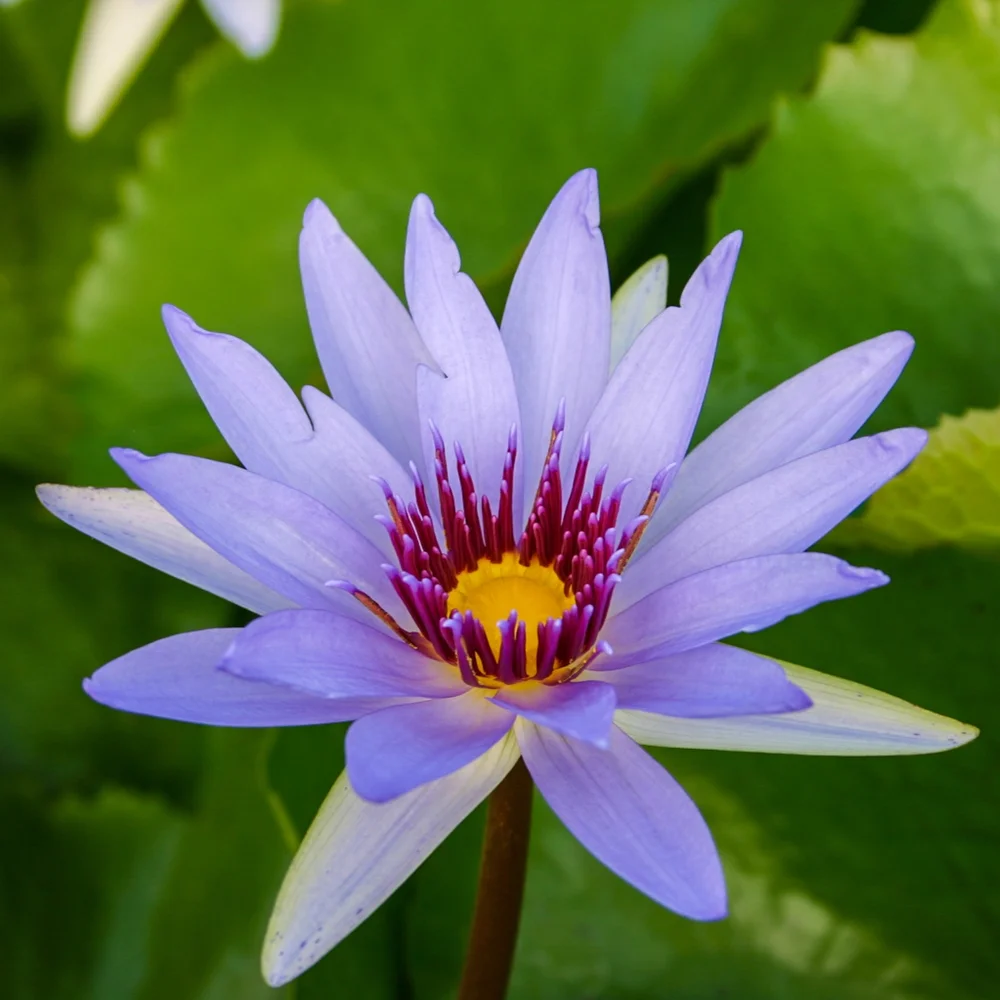 Wood'S Blue Goddess