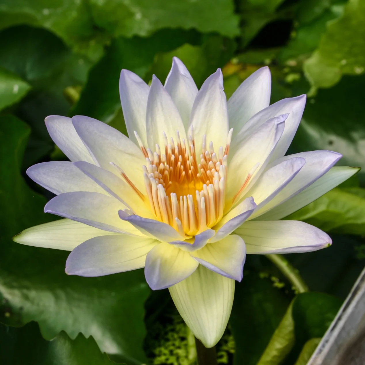 Nymphaea+%27Moonbeam%27+4+%281+of+1%29.jpg