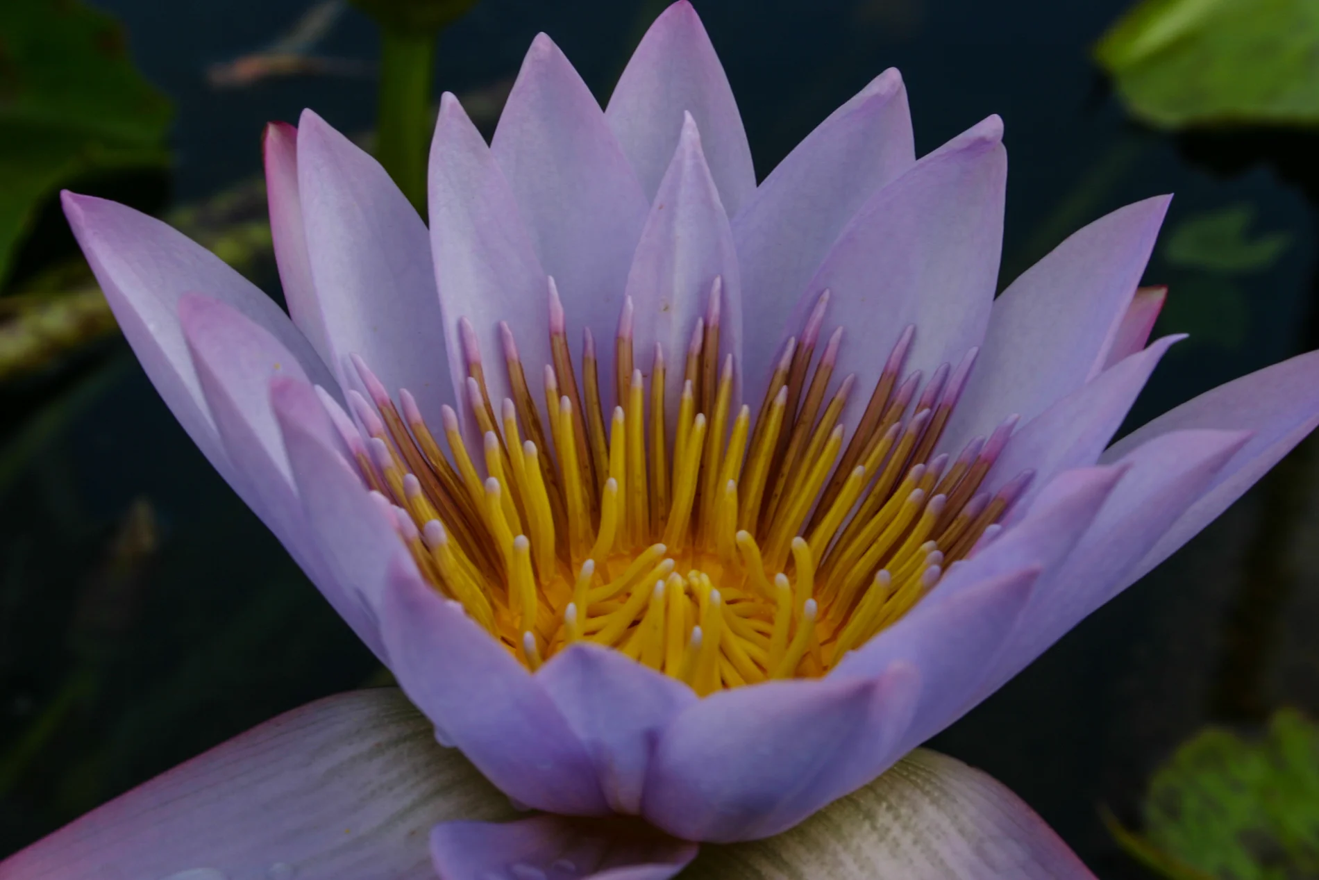 Nymphaea 'Key Largo' — Florida Aquatic Nurseries
