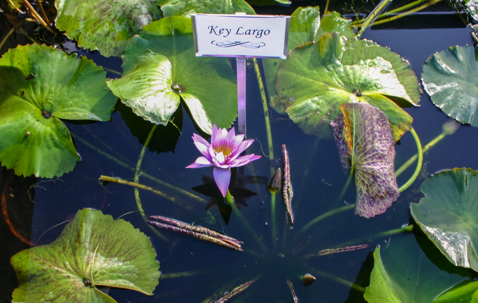 Nymphaea 'Key Largo' — Florida Aquatic Nurseries