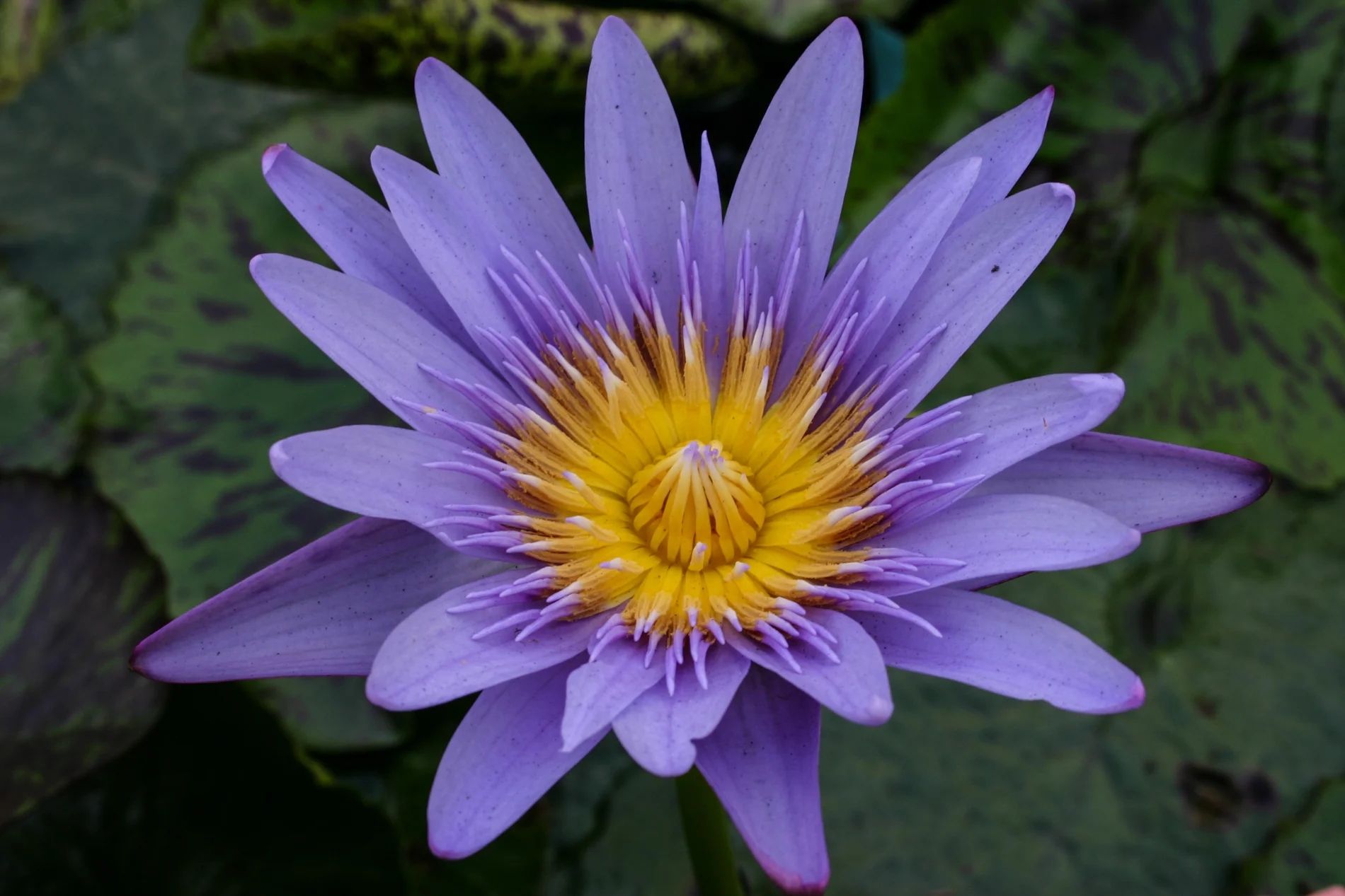 Nymphaea 'Key Largo' — Florida Aquatic Nurseries