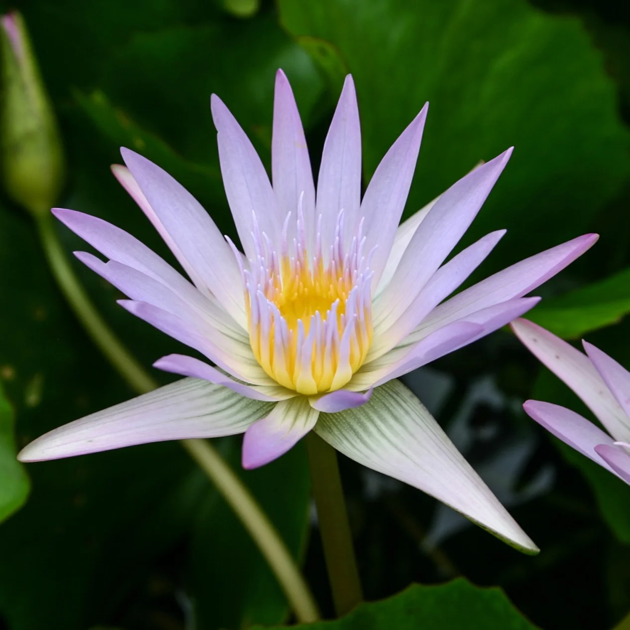 Nymphaea+%27Mme.+Ganna+Walska%27+2+%281+of+1%29.jpg