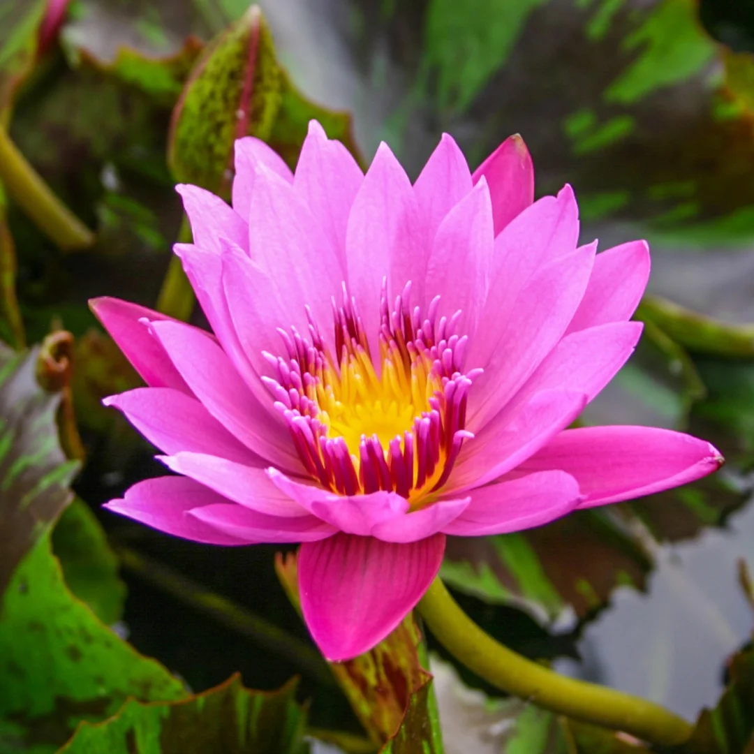 Nymphaea+%27Evelyn+Randig%27+4+%281+of+1%29.jpg