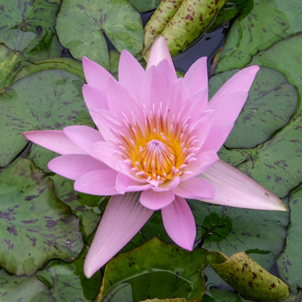 Nymphaea+%27General+Pershing%27+%281+of+1%29.jpg