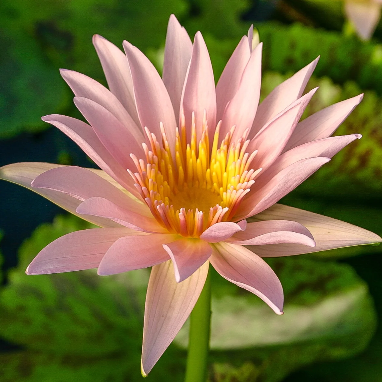 Nymphaea+%27Golden+West%27+%281+of+1%29.jpg
