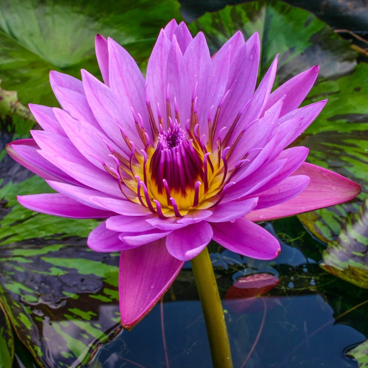 Nymphaea+%27Kathy+McLane%27+2+%281+of+1%29.jpg