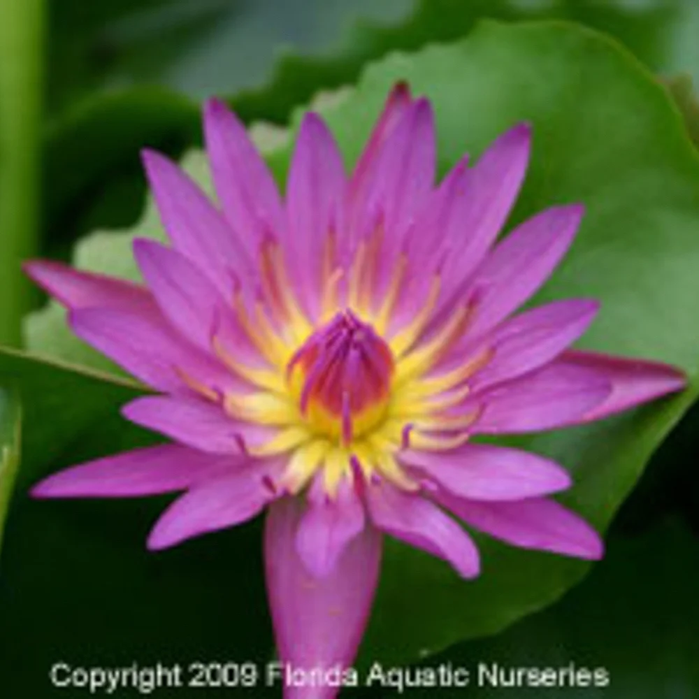 Pink Capensis