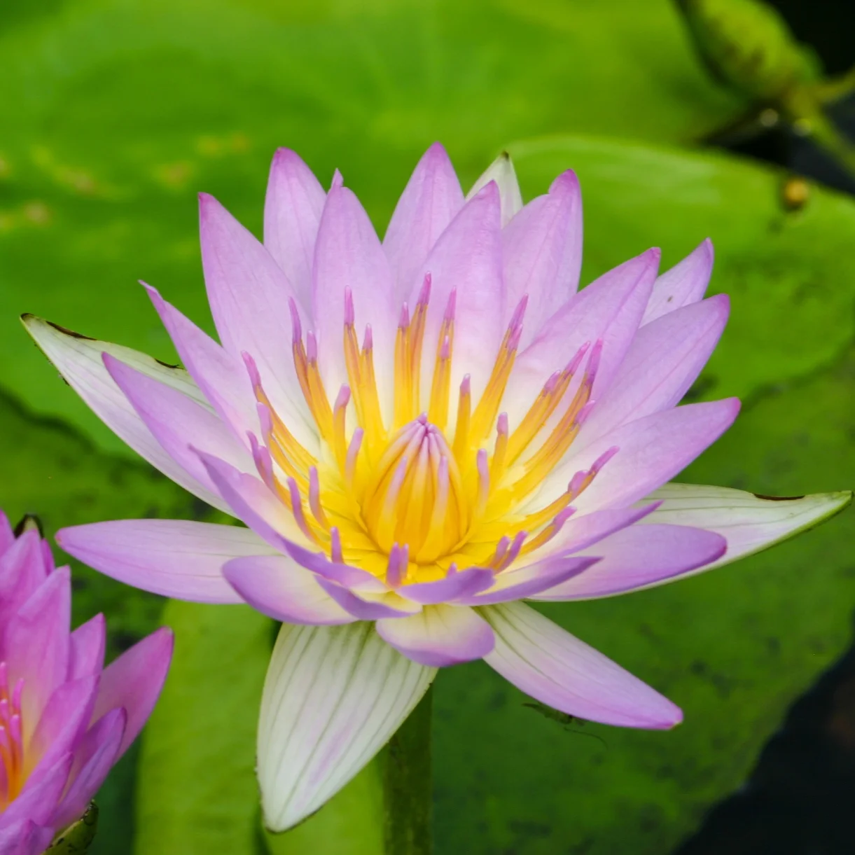 Nymphaea+%27Pink+Pearl%27+2+%281+of+1%29.jpg