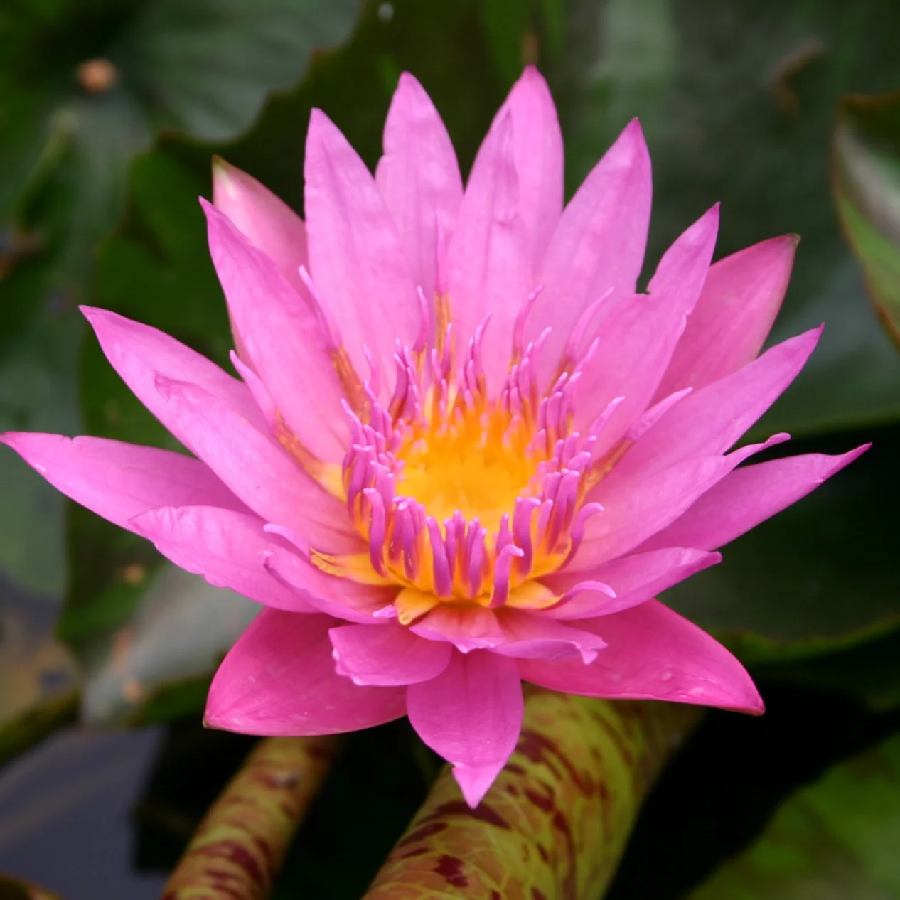 Nymphaea+%27Queen+of+Siam%27+%281+of+1%29.jpg