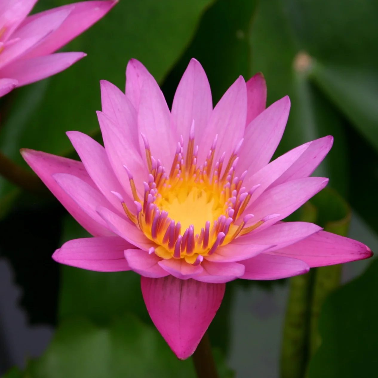 Nymphaea+%27Shirley+Bryne%27+2+%281+of+1%29.jpg
