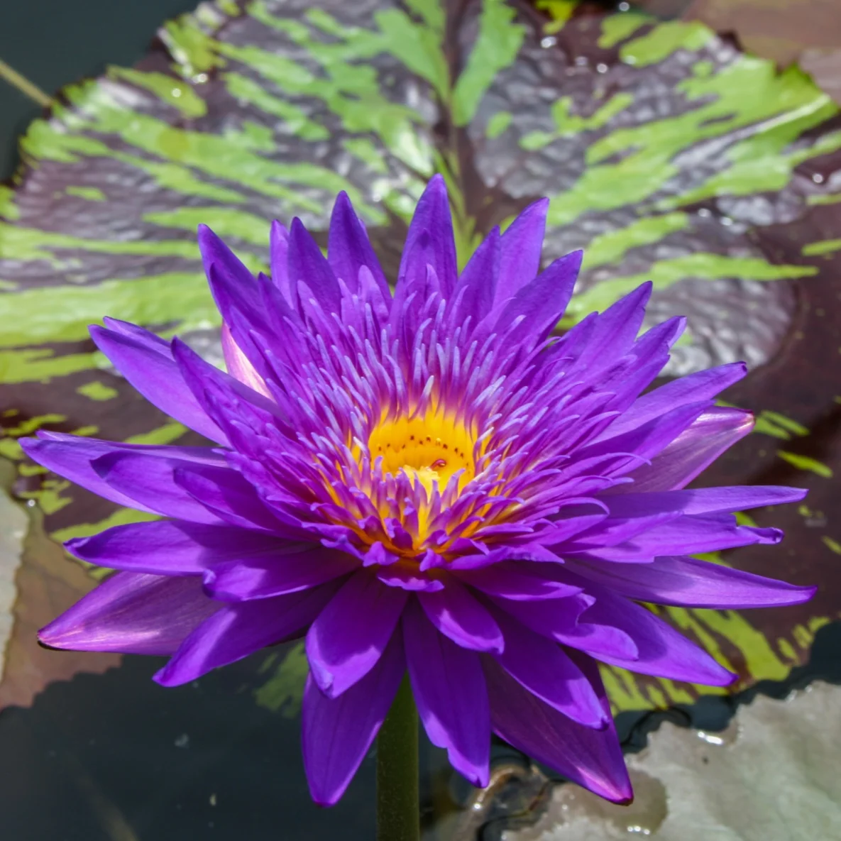 Nymphaea+%27Bimini+Twist%27+3+%281+of+1%29.jpg