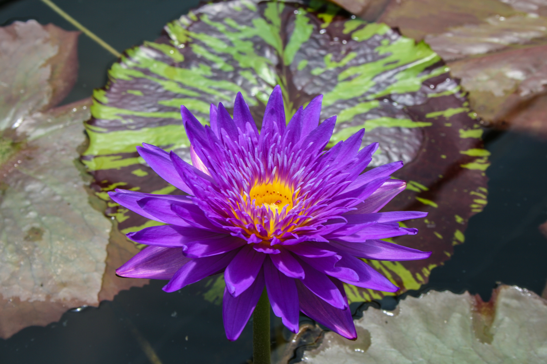 Nymphaea capensis Purple Tropical Water Lily Seeds 