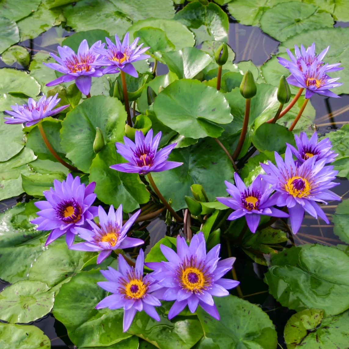 Nymphaea+%27Director+Moore%27+%281+of+1%29.jpg