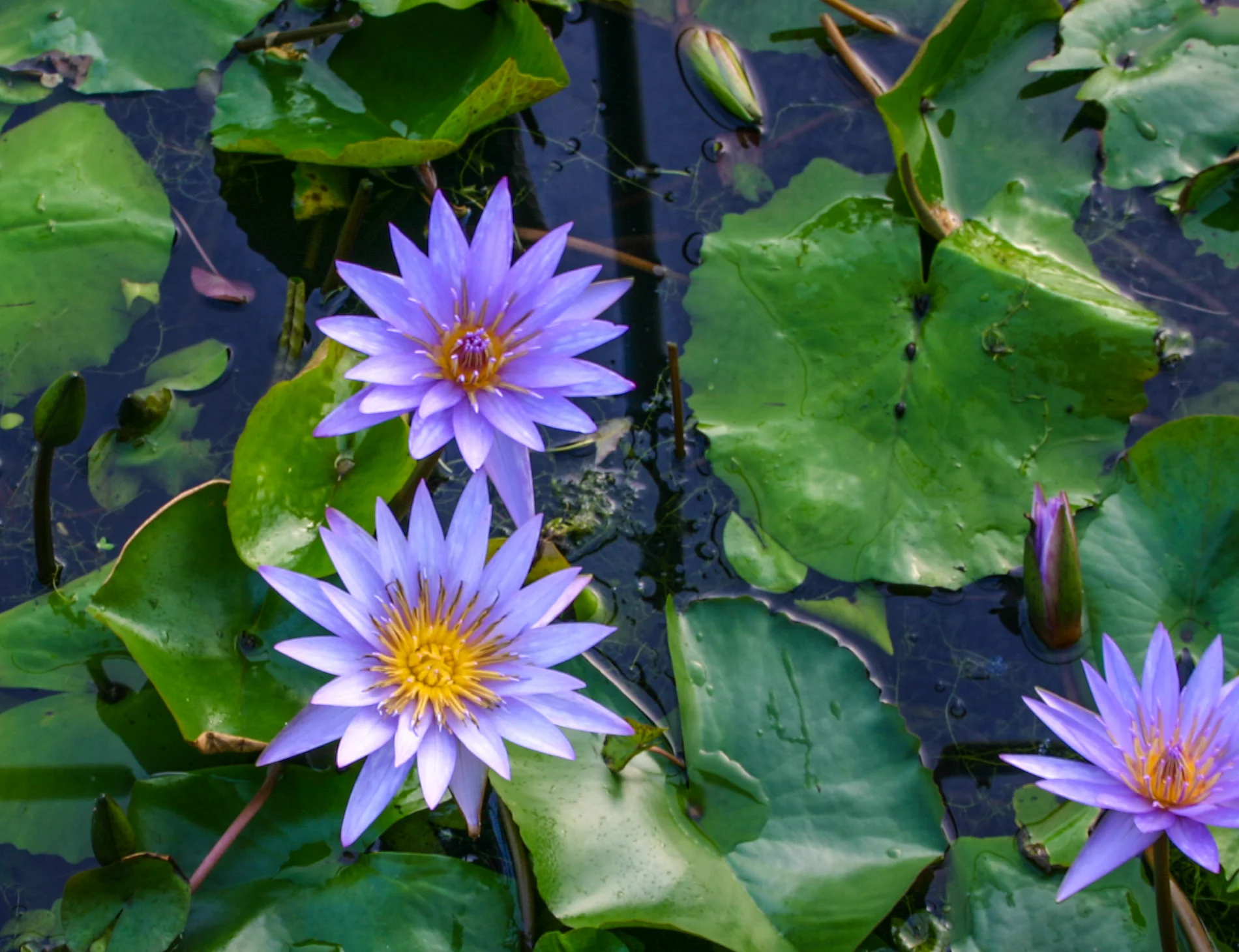 Nymphaea 'Islamorada' — Florida Aquatic Nurseries