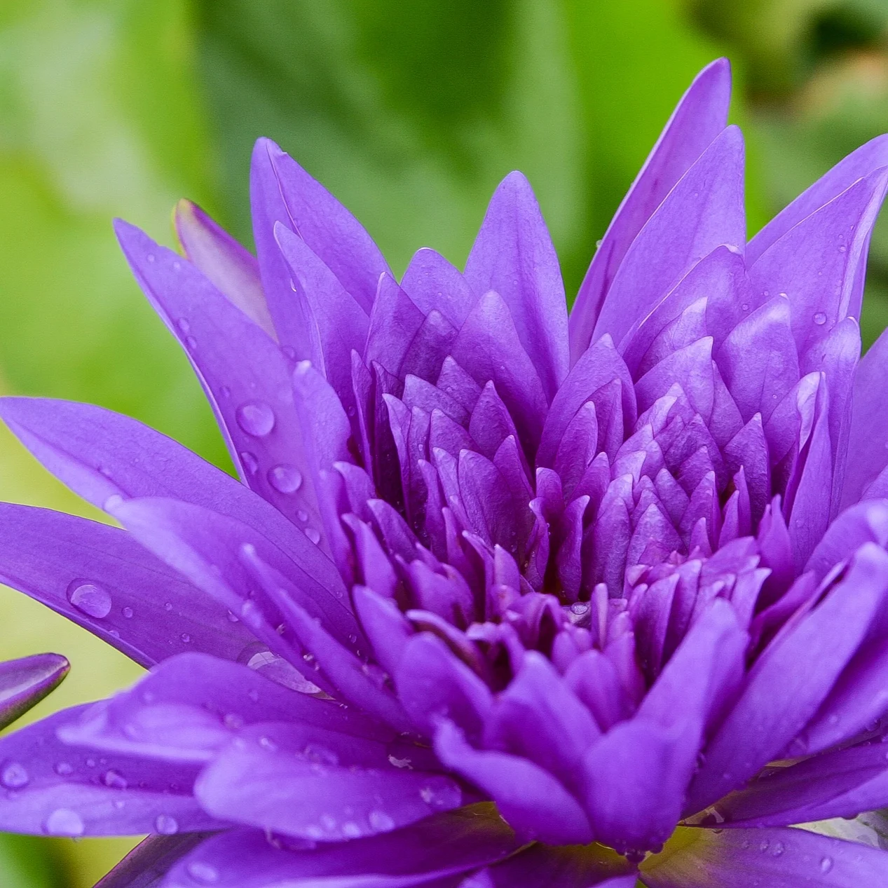 Nymphaea+%27IKing+of+Siam%27+2+%281+of+1%29.jpg