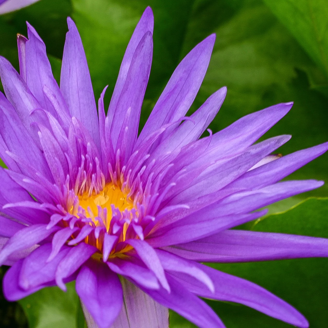 Nymphaea+%27Midnight%27+%281+of+1%29.jpg