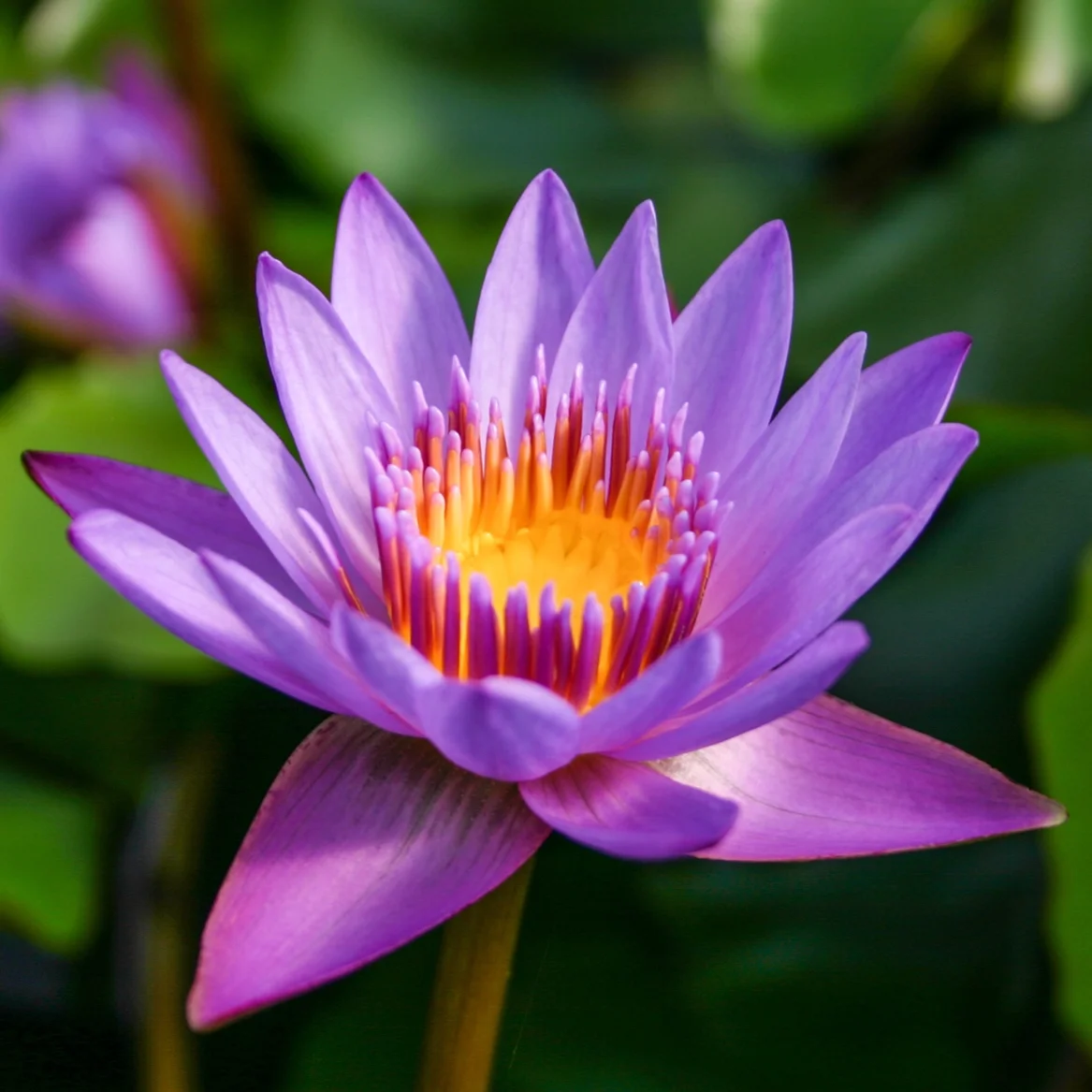 Nymphaea+%27Panama+Pacific%27+%281+of+1%29.jpg