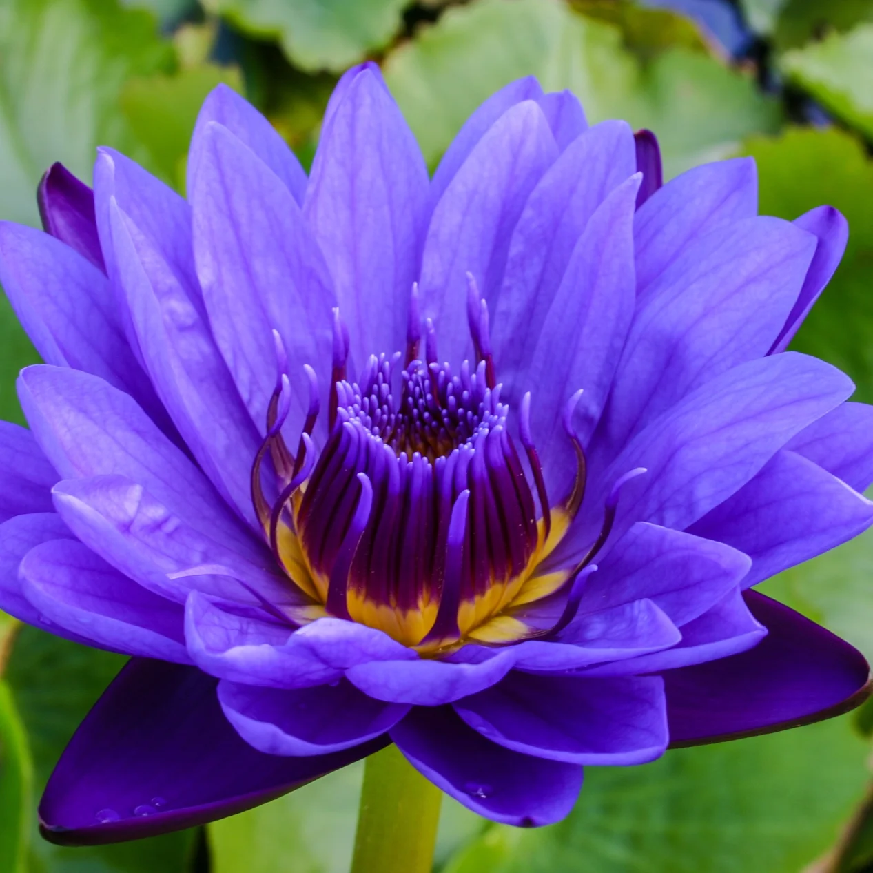 Nymphaea+%27Purple+Zanzibar%27+%281+of+1%29.jpg