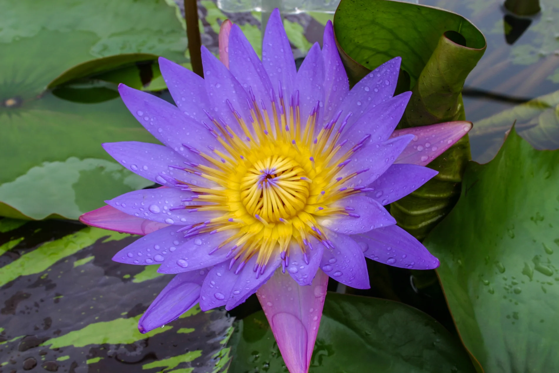 Tina Flowers Best Flower Site