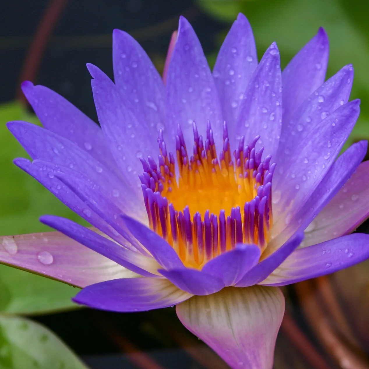 Nymphaea+%27Tina%27+2+%281+of+1%29.jpg