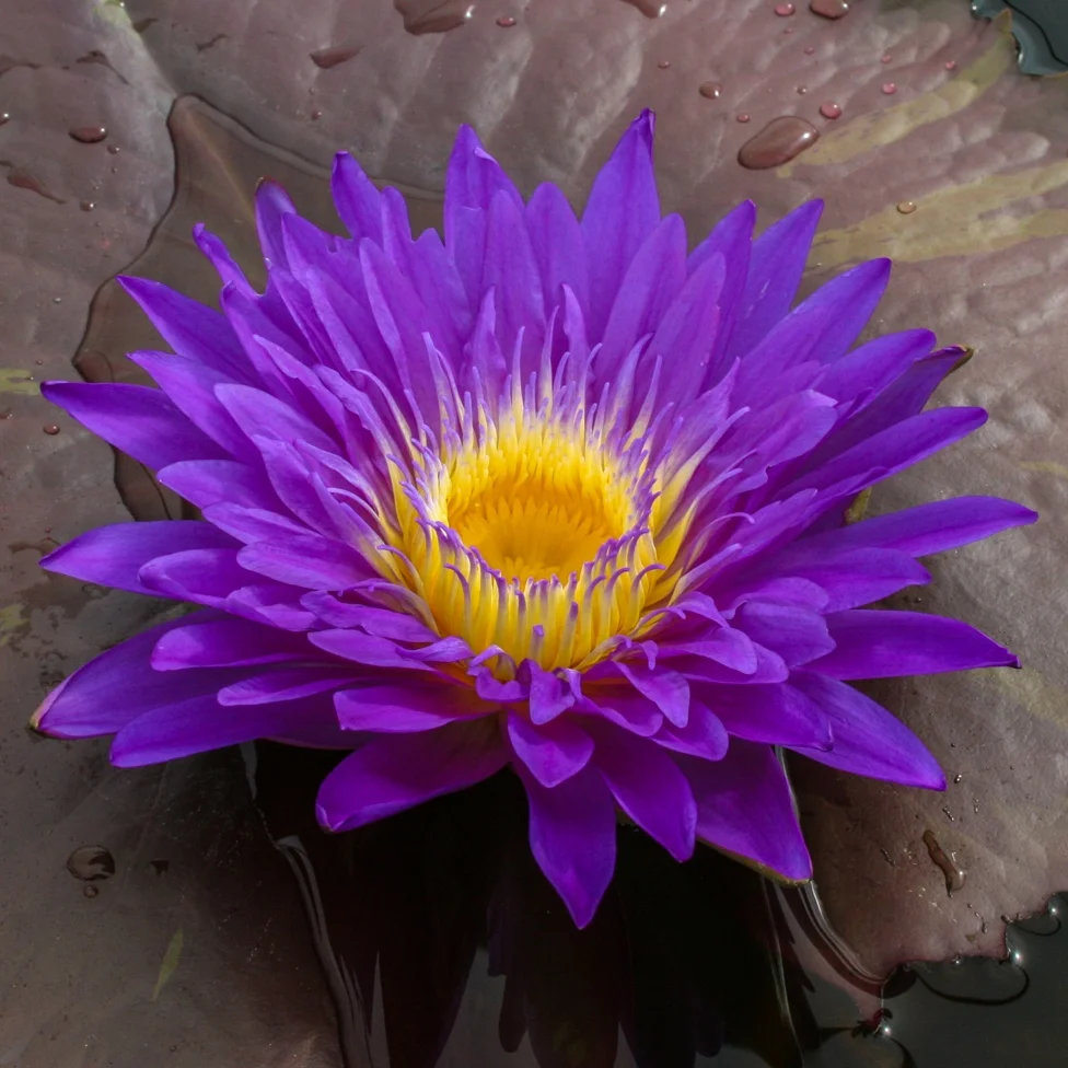 Ultra Violet