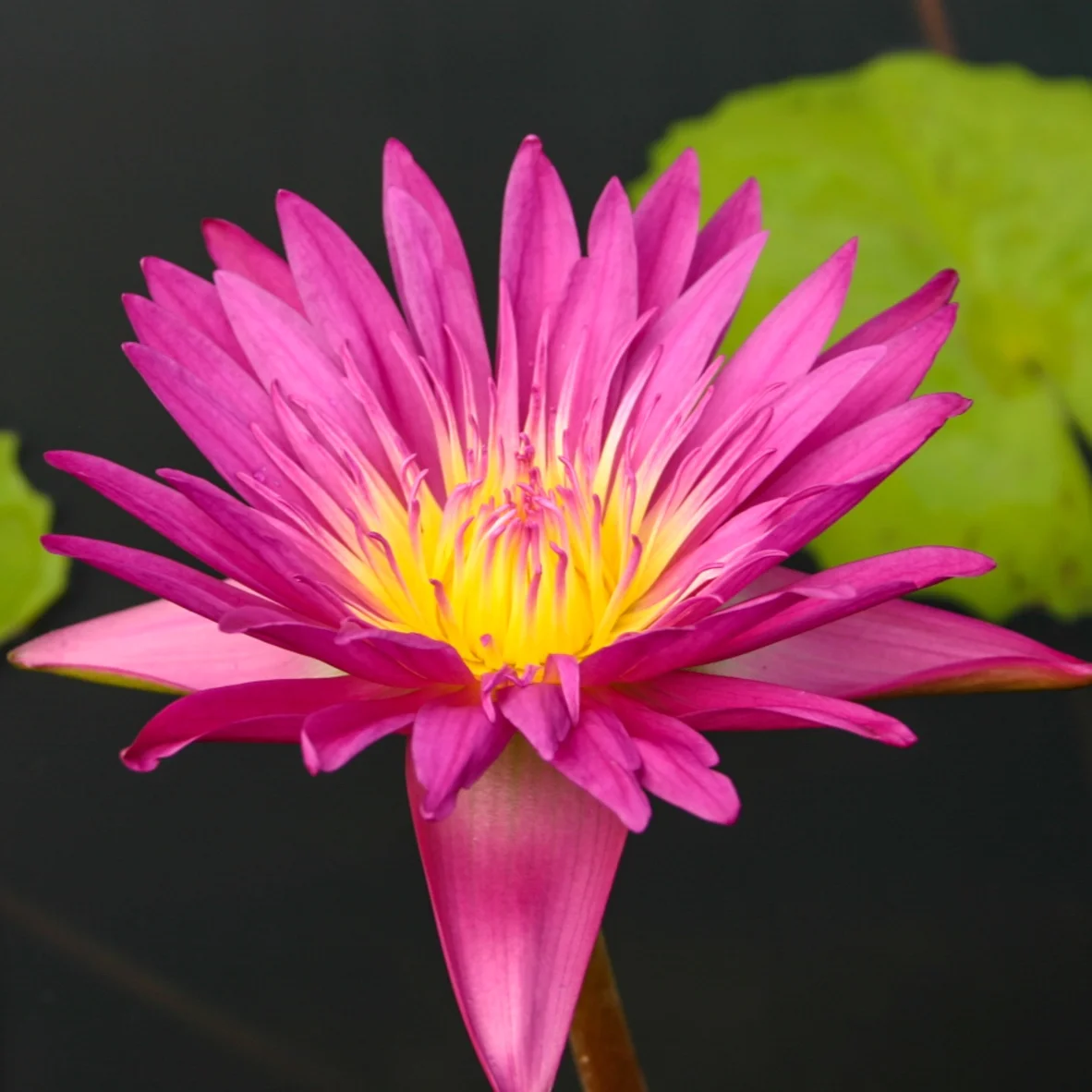 Nymphaea+%27Charlie%27s+Pride%27+%281+of+1%29.jpg