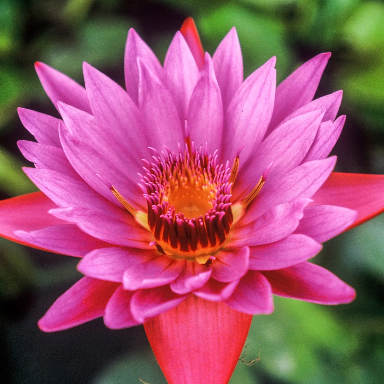 Nymphaea+%27Jack+Wood%27+3+%281+of+1%29.jpg