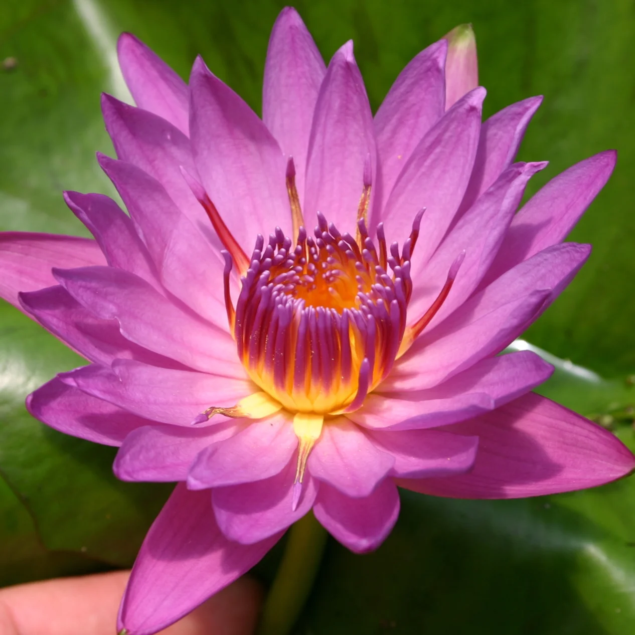 Nymphaea+%27Mr.+Martin+E.+Randig%27+%281+of+1%29.jpg