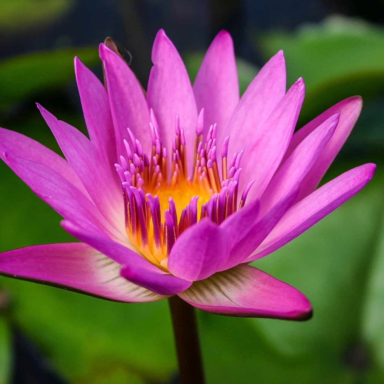 Nymphaea+%27Ruby%27+%281+of+1%29.jpg