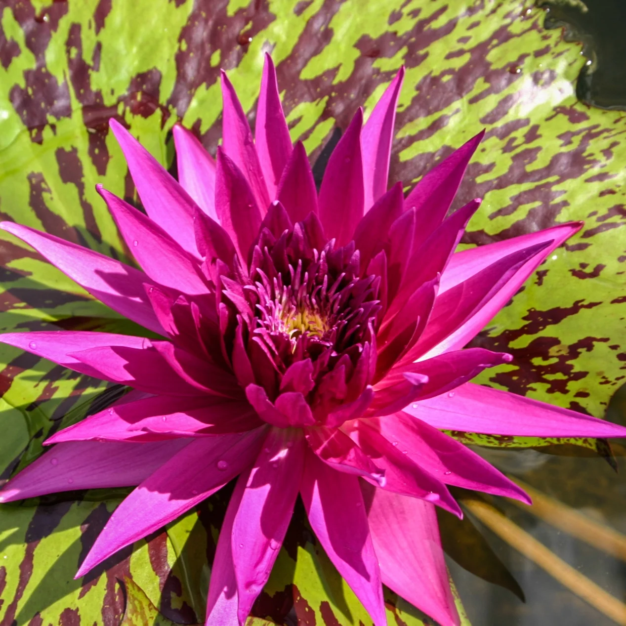 Nymphaea%C2%A0%27Tropic+Punch%27+4+%281+of+1%29.jpg