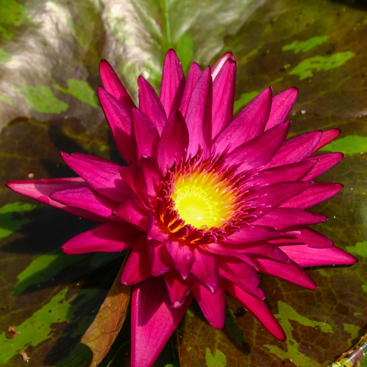 Nymphaea+%27Virginia+Mclane%27+4+%281+of+1%29.jpg