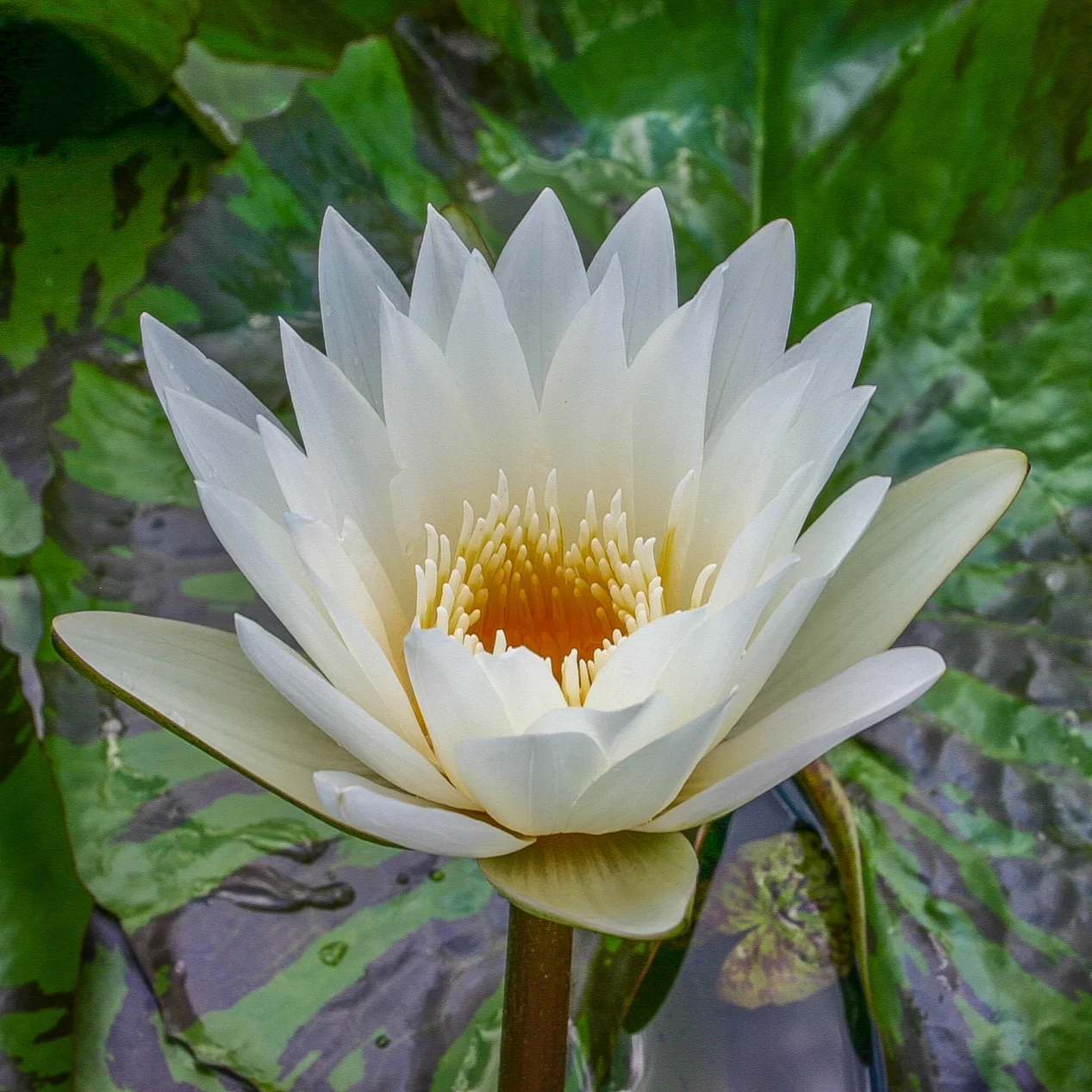 Nymphaea+%27Innocence%27+5+%281+of+1%29.jpg