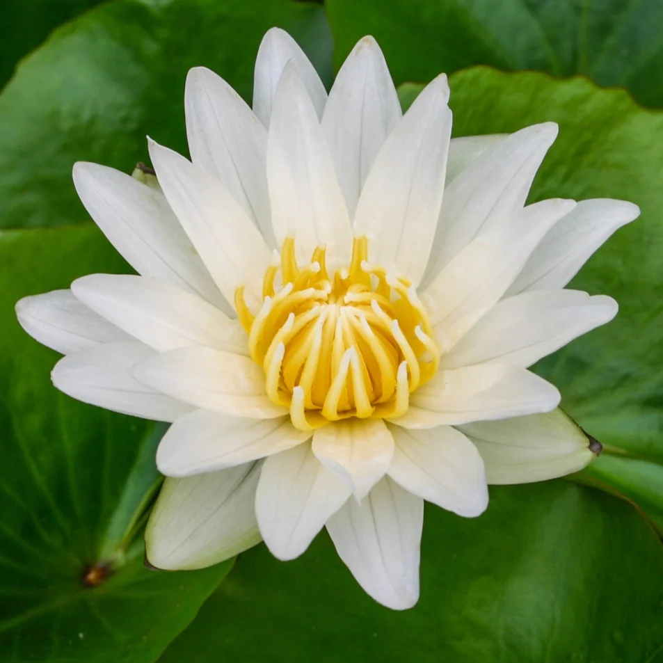 Nymphaea+%27Josephine%27+3+%281+of+1%29.jpg