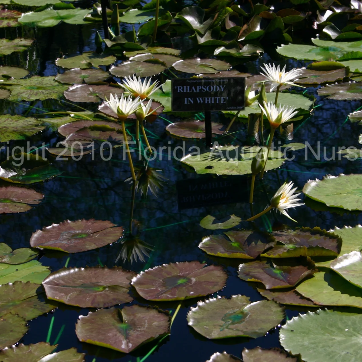 Nymphaea+%27Rhapsody+in+White%27+%281+of+1%29.jpg