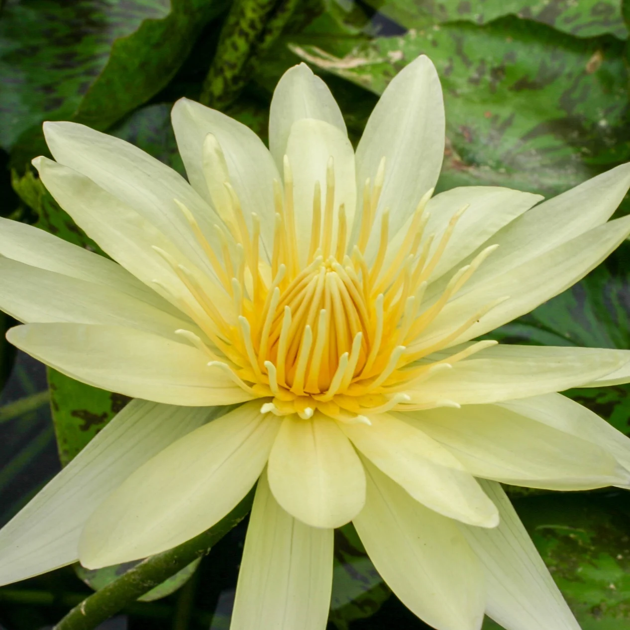 Nymphaea+%27El+Dorado%27+%281+of+1%29.jpg