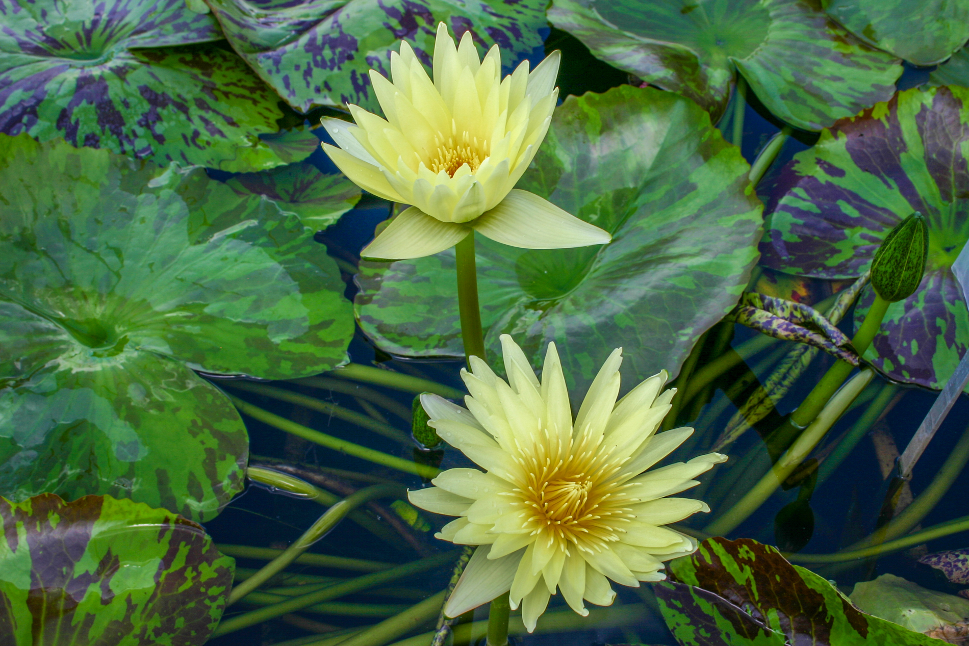 Nymphaea 'Key Lime' — Florida Aquatic Nurseries