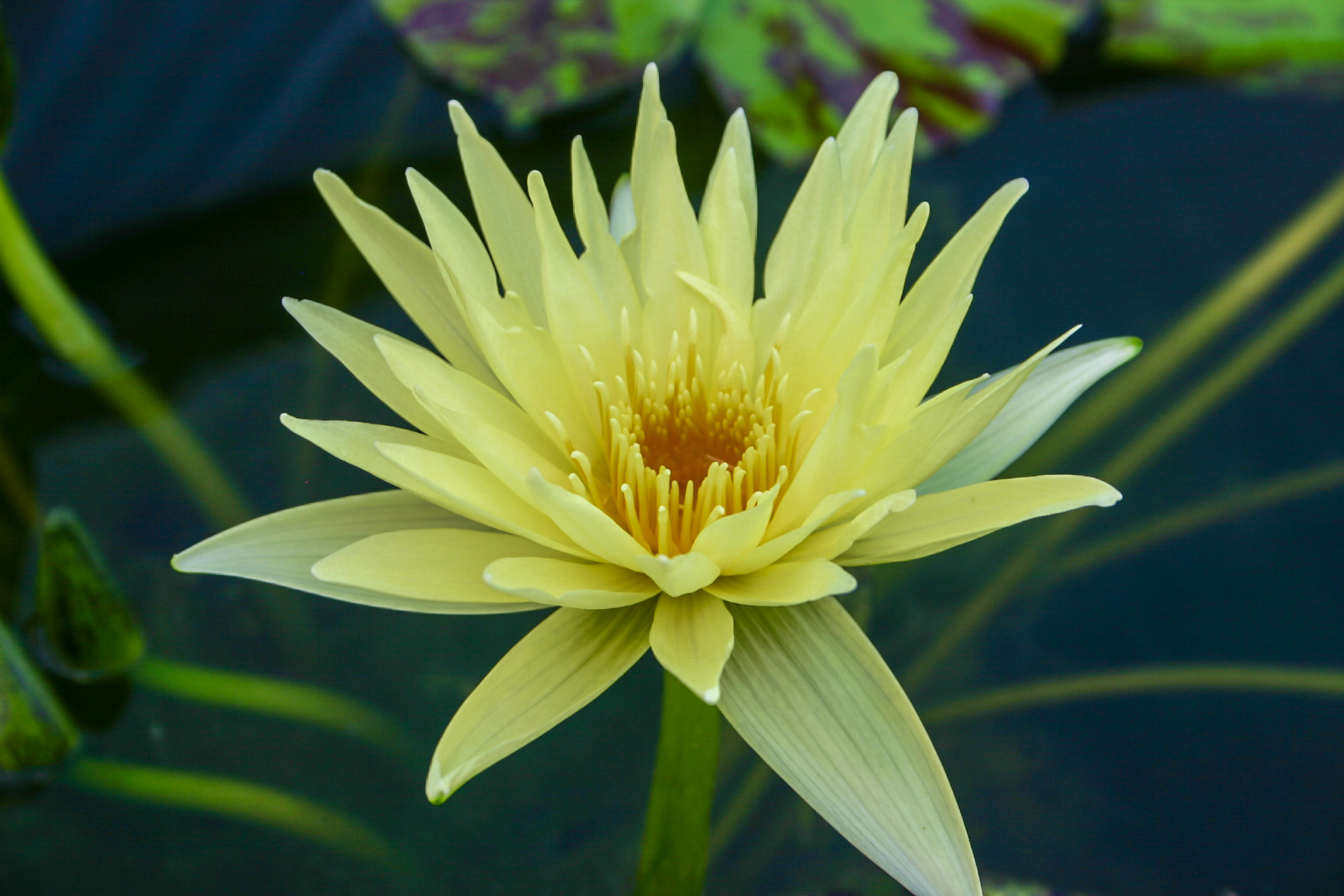Nymphaea 'Key Lime' — Florida Aquatic Nurseries