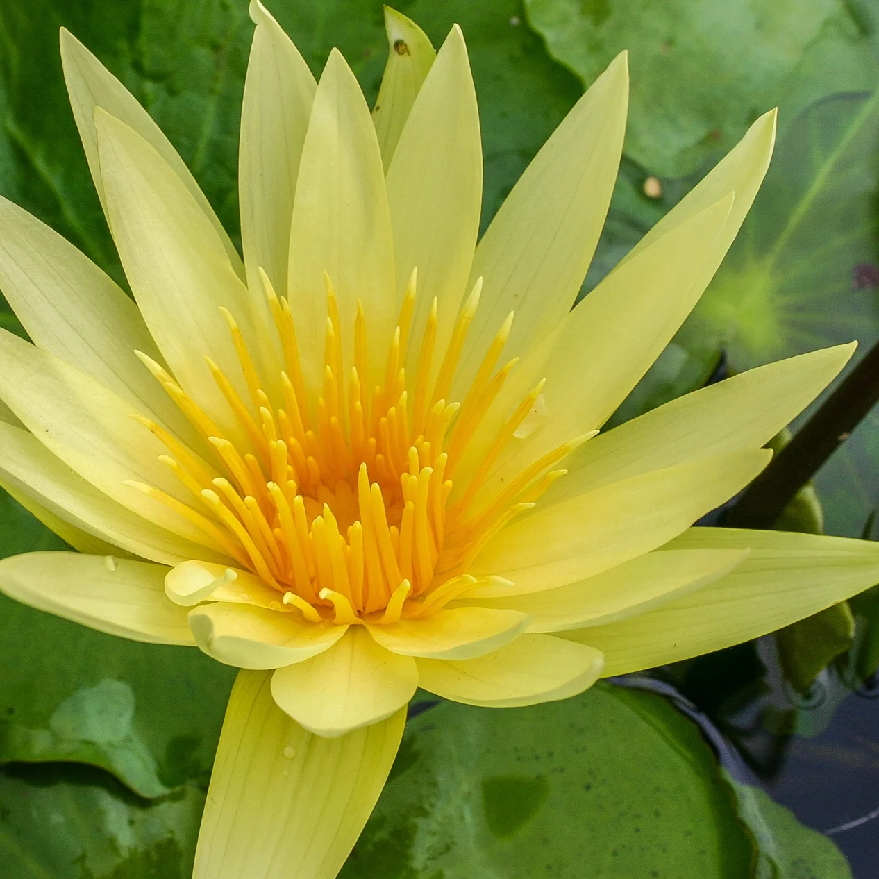 Nymphaea+%27St+Louis+Gold%272+%281+of+1%29.jpg