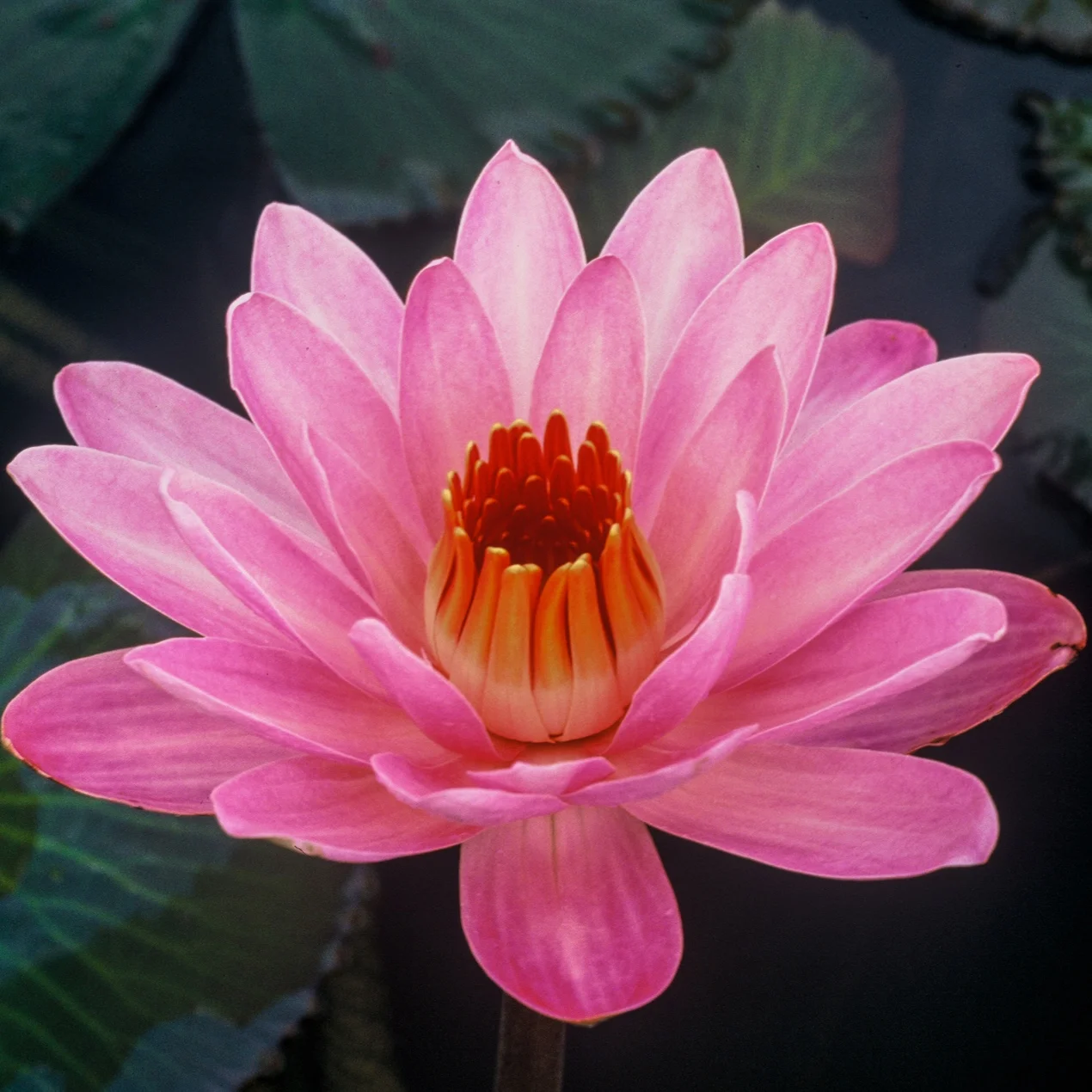 Nymphaea+%27Mrs.+George+C.+Hitchcock%27+3+%281+of+1%29.jpg
